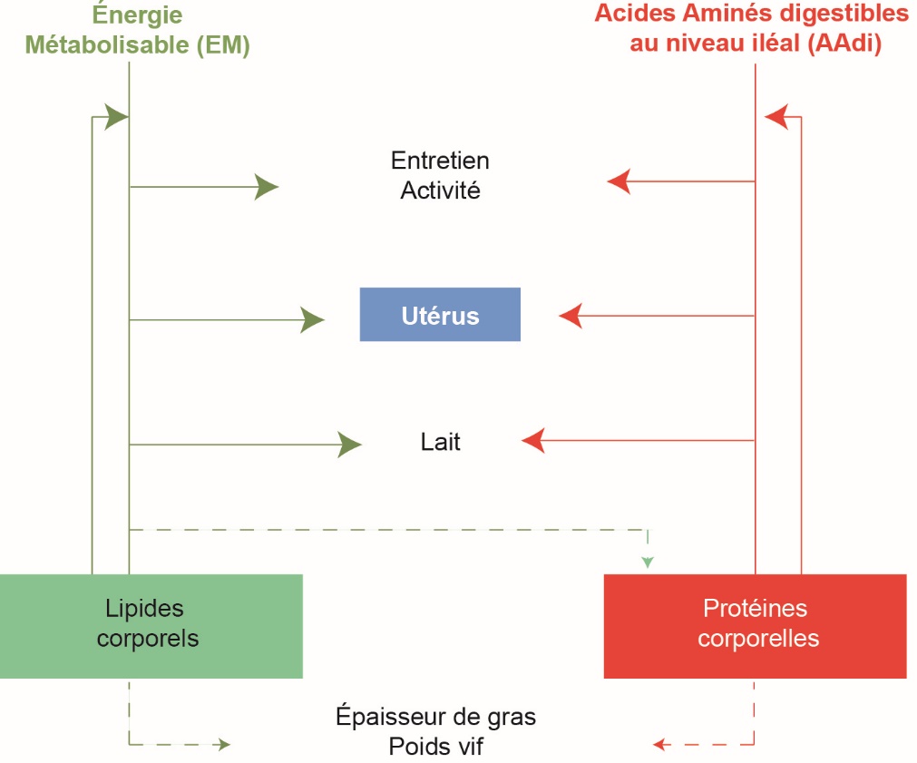  volution Des Concepts Nutritionnels Et Des M thodes D alimentation Des 