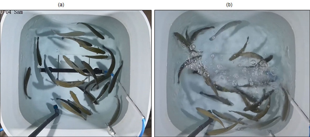 Figure 2. Exemple d’enrichissement cognitif, sensoriel et structurel par la diffusion de bulles dans un bassin de jeunes truites arc-en-ciel : (a) bassin avec le diffuseur de bulles inactif au fond du bassin (tube horizontal noir), (b) diffuseur de bulles activé (Photos : © Aude Kleiber).