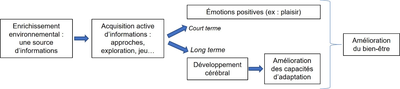 Figure 3. Schéma du concept d’enrichissement comme source d’informations pour l’animal, adapté de Veissier et al. (2024).