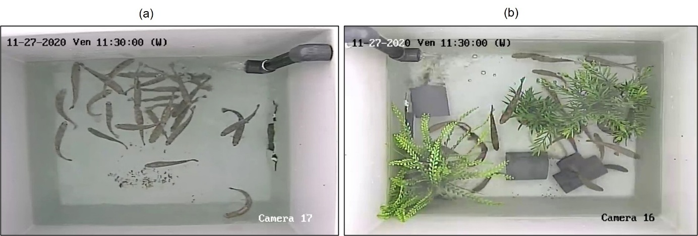 Figure 1. Exemple d’un environnement appauvri (a) et d’un enrichissement physique du milieu avec des plantes artificielles et des tubes en PVC posés sur le fond (b) dans un bassin de jeunes truites arc-en-ciel (Photos : © Valentin Brunet).