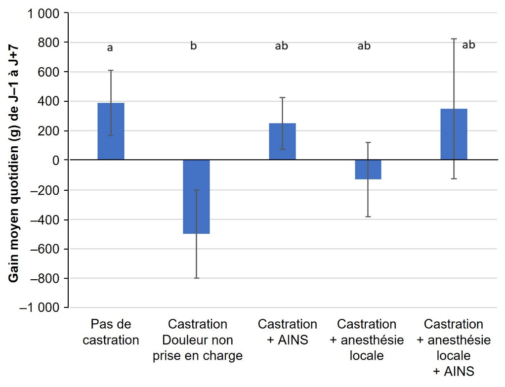 Figure 2. Effet de la castration avec ou sans anesthésie locale et avec ou sans AINS sur la croissance des bovins pendant les sept jours suivant l’intervention.