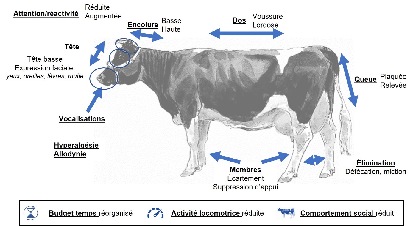Figure 3. Principales modifications comportementales des bovins en lien avec la douleur.