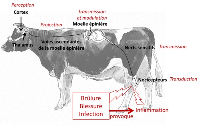 Figure 1. Mécanismes de la douleur chez les animaux de production, adapté de Gaynor & Muir (2015).