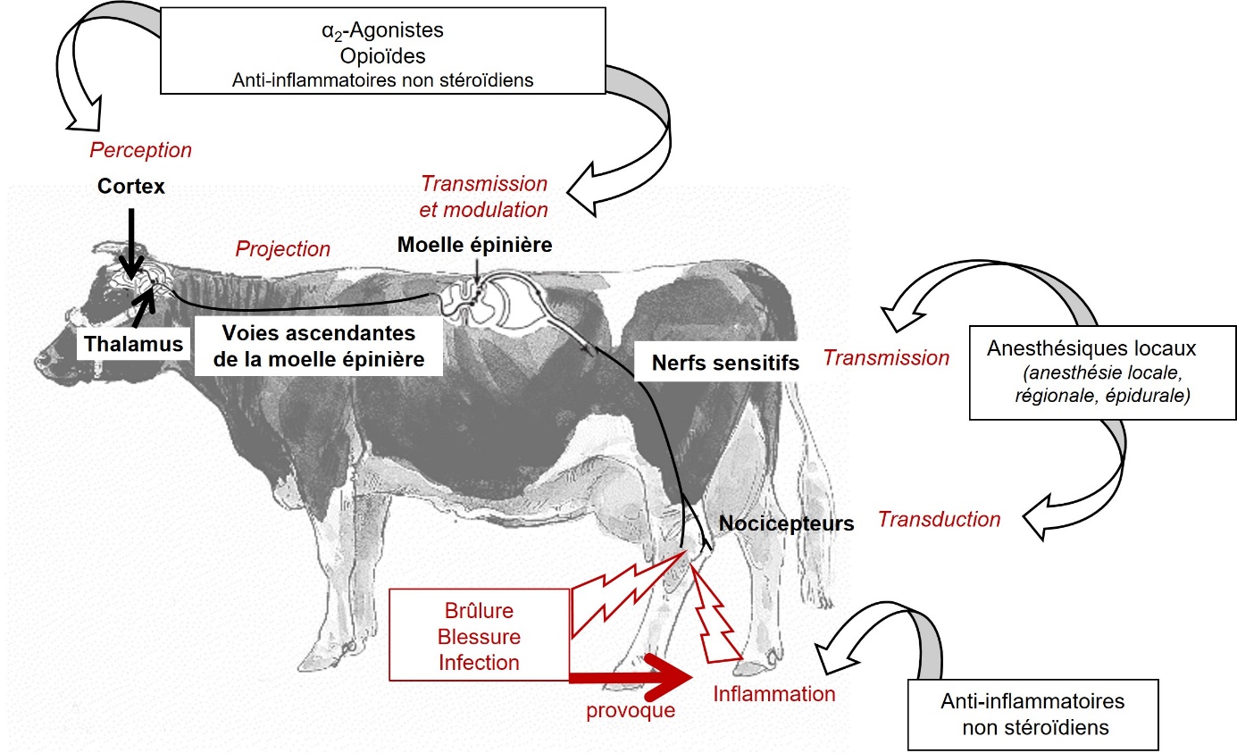 Figure 2. Sites d’action des principaux analgésiques chez les animaux de production, adapté de Gaynor & Muir (2015).