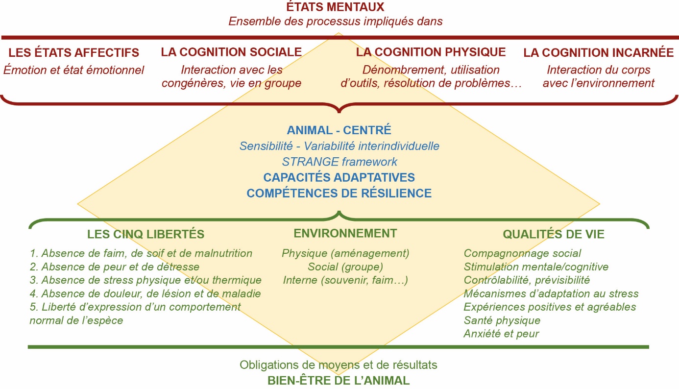 Figure 2. Représentation schématique des différents concepts relatifs aux états mentaux et au bien-être de l'animal (McMillan, 2003 ; FAWC, 2009 ; Rault et al. 2025 ; Webster & Rutz, 2020).