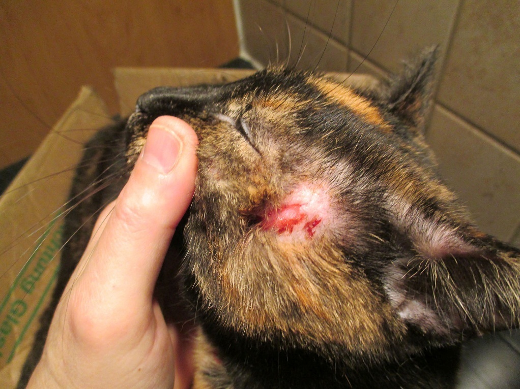 Figure 3. Plaie de grattage chez un chat dont l'accès à l'extérieur lui était interdit. La plaie a guéri et les poils ont repoussé, du moment que l'animal a eu la possibilité de sortir de l'habitation.