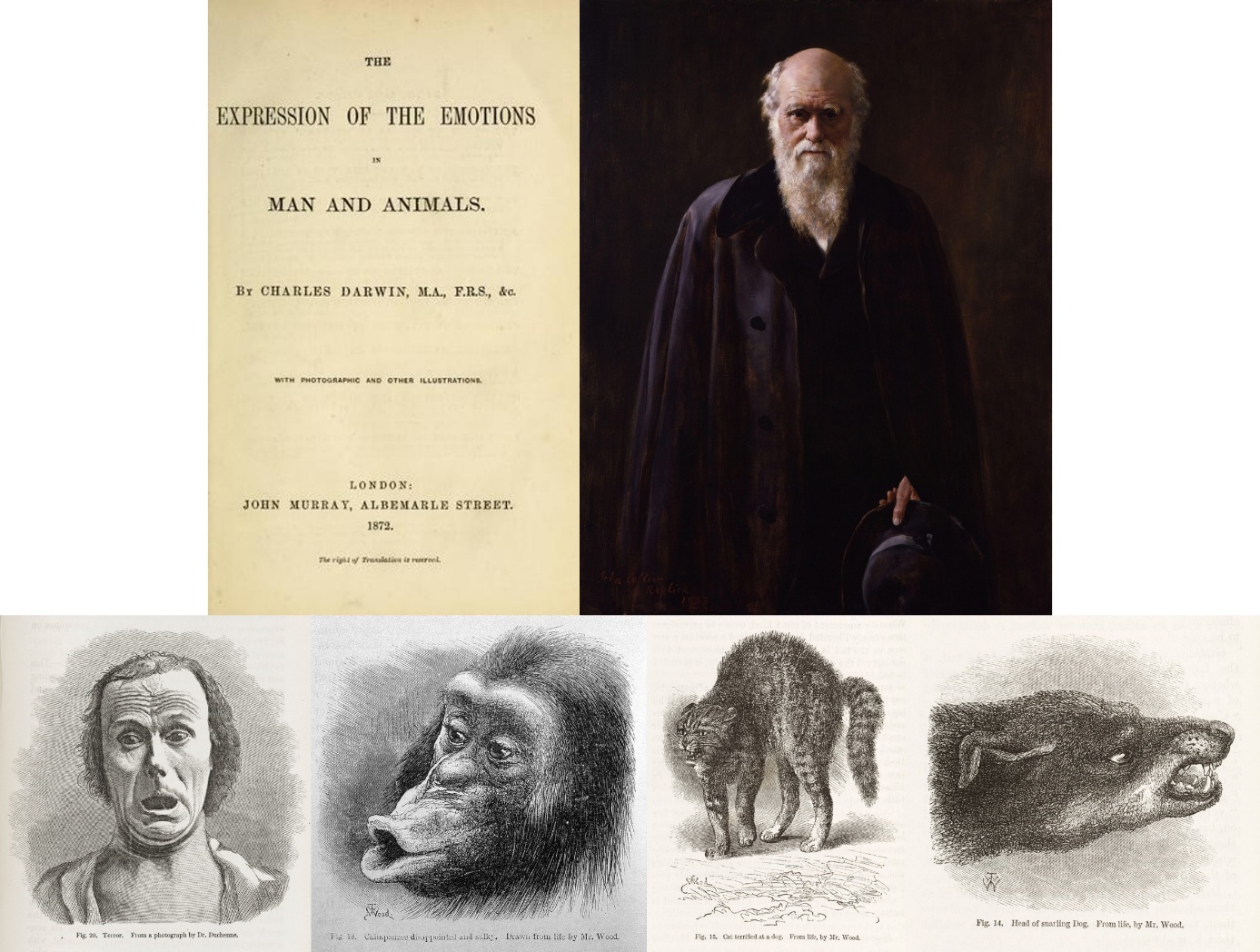 Figure 1. Ouvrage fondateur de Darwin sur les expressions émotionnelles conservées entre les espèces (terreur chez l’humain, déception chez le chimpanzé, terreur chez le chat, hargne chez le chien) et le caractère adaptatif des émotions.