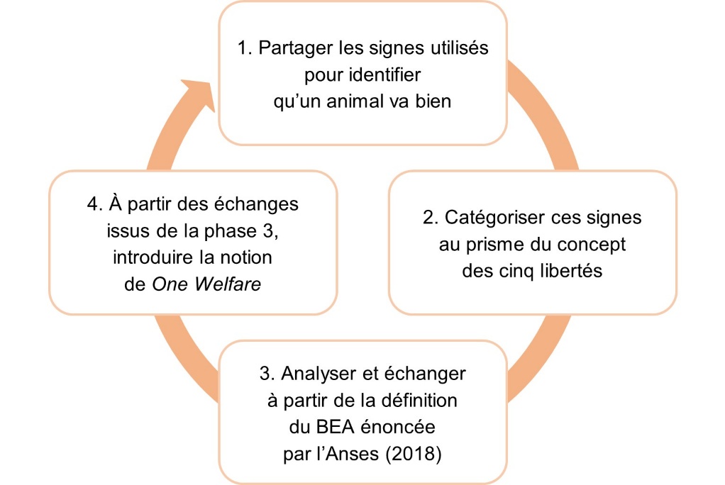 Figure 8. Phases d’une stratégie pédagogique centrée sur les préoccupations des éleveurs bovins face au bien-être animal pour les inviter à intégrer l’approche One Welfare à l’occasion de journées « formation référents bien-être animal ».