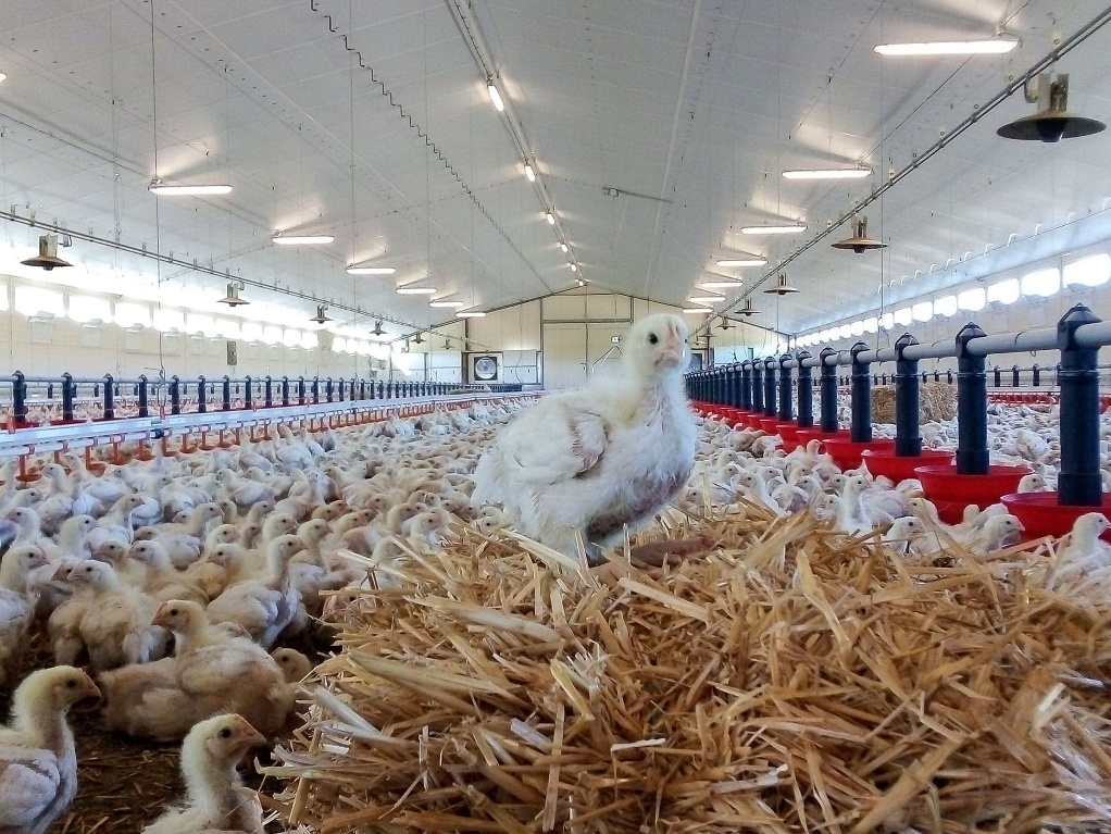 Figure 6. Photo de poulet élevé dans un milieu de vie enrichi.