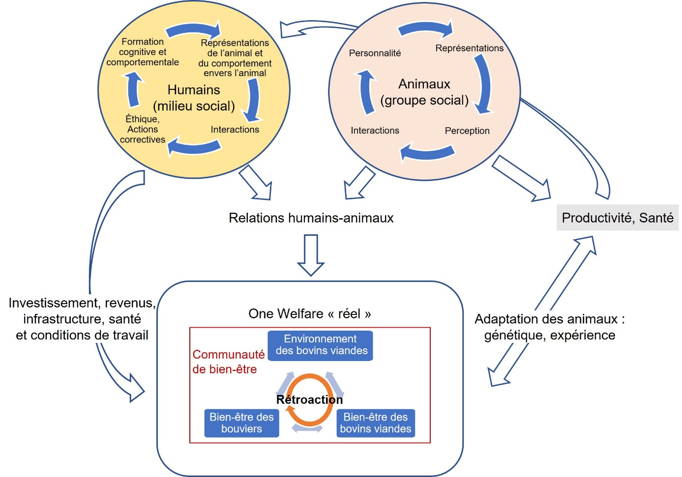 Figure 4. Modélisation inspirée et simplifiée du modèle de construction de la relation humains-animaux de Costa et al. (2023) dans une perspective de One Welfare.