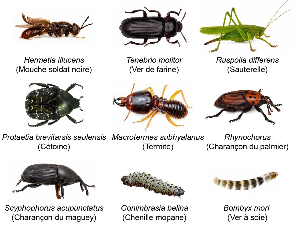 Figure 3. Principaux insectes utilisés dans l’alimentation humaine. Une image contenant insecte, vermine, arthropode, scarabée Le contenu généré par l’IA peut être incorrect.