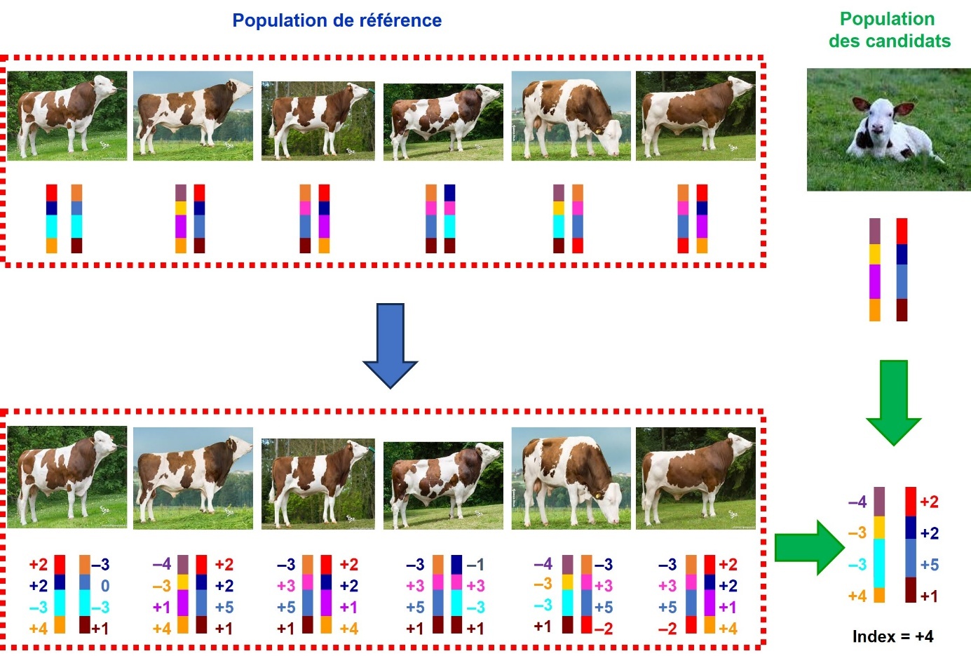 Figure 1. Principe de l’évaluation génomique.